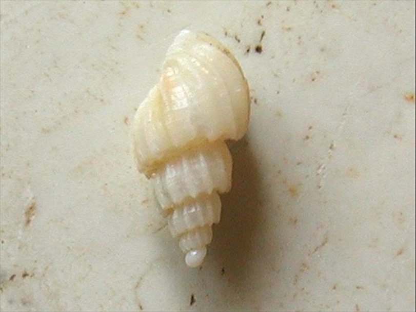 Narona coronata